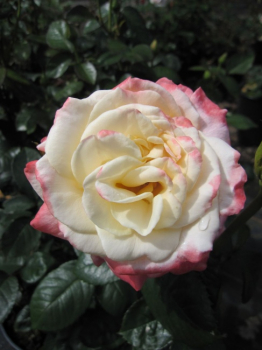 Edelrose Barbados ® - Romatik Rosen