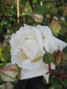 Ramblerrose White New Dawn ®