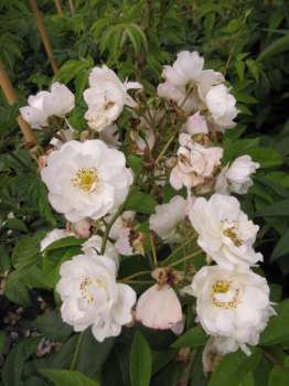 Ramblerrose Filipes Kiftsgate (R)