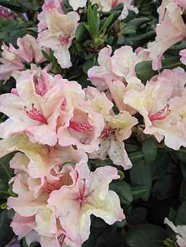 Rhododendron wardii Rio Brasil - Großblumige Alpenrose Rio Brasil - 25-30