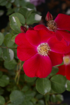 Strauchrose Candia Meidiland® - Rosa Candia Meidiland® - ADR-Rose