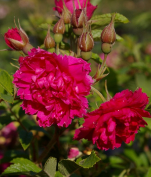 Historische Rose F.J. Grootendorst (R)