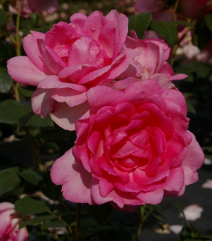 Strauchrose Centenaire de Lourdes (R)