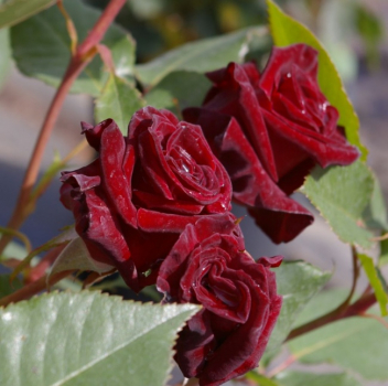 Edelrose Black Baccara ® - dunkelrote/schwarze samtige Blüten