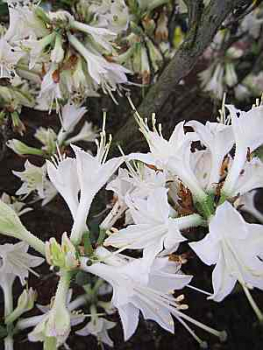 Rhododendron luteum "Fragrant Star" 25-30