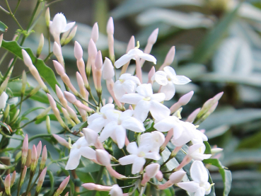 Jasminum polyanthum Duft-Jasmin Duft-Zierpflanze Duft-Kletterpflanze
