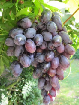 vitis vinifera lagrein