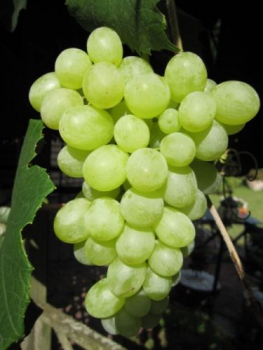 vitis vinifera optima