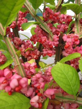 Euonymus phellomanus - Kork-Spindelstrauch - Pfaffenhütchen - Veredelung auf 90 cm Hochstamm -