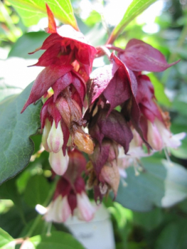 Leycesteria formosa Purple Rain - Karamellbeere Purple Rain -