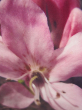 Rhododendron vaseyi - Wildrhododendron vaseyi - 30-40 cm