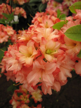 Rhododendron mixtum Rosenköpfchen - sommergrüne Azalee Rosenköpfchen 30-40 cm