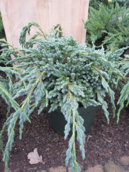Juniperus squamata Blue Spider - Kriechwacholder Blue Spider ca. 25-30 cm