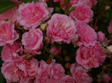 Rosa Pink Swany® syn. Les Quattre Saisons - Bodendeckerrose - Beetrose