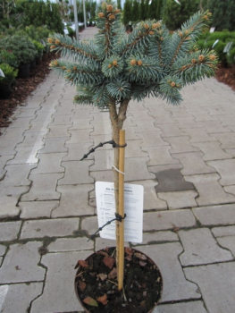 Picea pungens Glauca Globosa - Zwergblaufichte Glauca Globosa - Kugelfichte - Stechfichte - Hochstamm - Bonsai