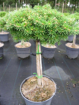 Abies koreana Doni Tajuso Flache Zwerg-Koreatanne