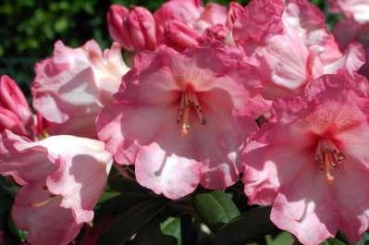 Rhododendron yakushimanum Bambi - Ball Rhododendron - 25-30cm