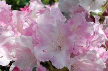Rhododendron yakushimanum Best Late - Ball Alpenrose - 30-40cm