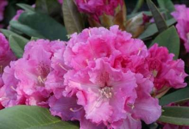 Rhododendron yakushimanum Friederike - Ball-Rhododendron Friederike - Ball-Alpenrose - 25cm-30cm