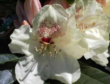 Ball-Rhododendron Goldprinz - Rhododendron yakushimanum Goldprinz 25-30