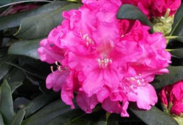 Rhododendron yakushimanum "Helgoland" 30-40