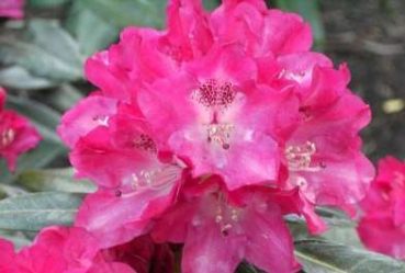 Rhododendron yakushimanum "Julischka" 30-40