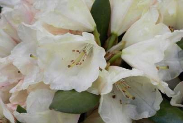 Rhododendron yakushimanum Katharina - Ball-Rhododendron Katharina - Ball-Alpenrose - 25cm-30cm