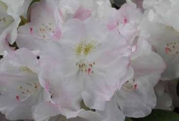 Rhododendron yakushimanum "Ken Janek" 30-40
