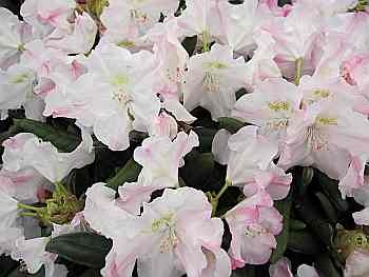 Rhododendron yakushimanum "Koichiro Wada Dekora" 30-40