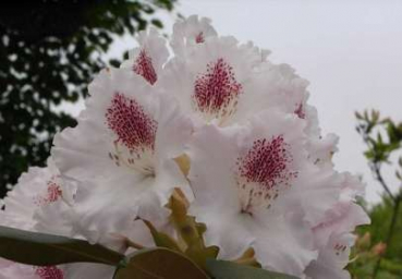 Rhododendron yakushimanum "Lamentosa" 30-40