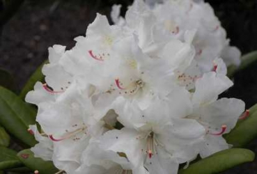 Ball-Rhododendron - Rhododendron yakushimanum Yours Truly - 25-30cm