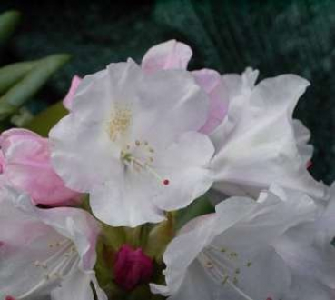 Ball-Rhododendron Grober Typ - Rhododendron yakushimanun - 25-30cm