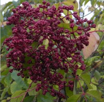 die Fruechte der Bienenweide - Euodia hupehensis - Tausendbluetenstrauch, Bienenbaum,