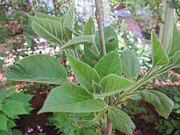 Paulownia tomentosa (125-150 cm) - Blauglockenbaum (Kaiserbaum, Kaiser-Paulownie)