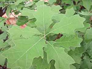 Quercus ilicifolia 'Nana' (40-60 cm) - Amerikanische Straucheiche