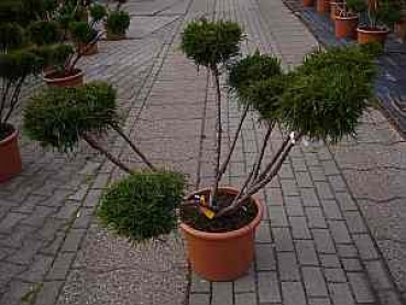 Juniperus media Mint Julep Bonsai (80-100 cm) - Grüner Strauchwacholder Bonsai