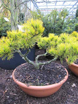 pinus mugo wintergold bonsai