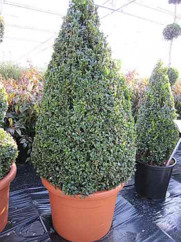Buxus sempervirens arborescens 'Kegel' (80-90 cm) - Formschnittgehölz - Buchsbaum-Kegel