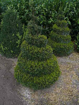 Buxus sempervirens arborescens 'Schnecke' (120 cm) - Formschnit Buchsbaum Schneckenform