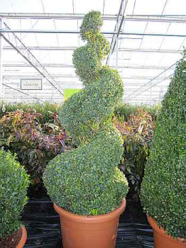 Buxus sempervirens arborescens 'Spirale' (110 cm) - Formschnittgehölz Buchsbaum-Spirale