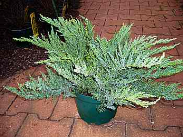 Juniperus sabina " Tam No Blight " 30-40