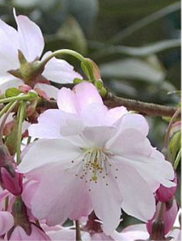 Prunus 'Accolade' (60-100 cm) - Zierkirsche (frühe Zierkirsche)