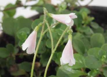 Linnaea borealis - Moosglöckchen (Erdglöckchen) 20-30 cm