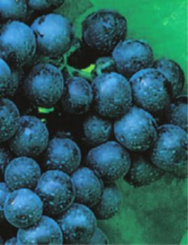 vitis blaue Paradiestraube