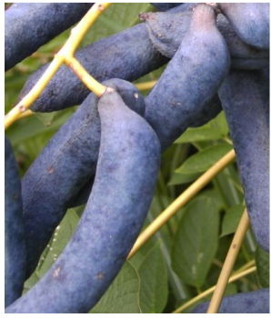 Decaisnea fargesii - Blaugurkenbaum (Blauschote) - Kiribaum