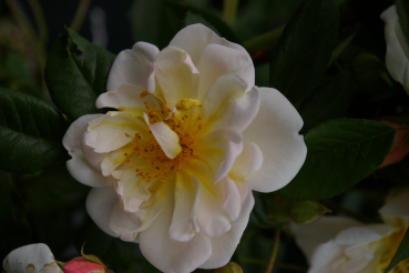 Kletterrose - Ramblerrose - Rosa Madame Alfred Carriere ® weiß-rosa Duft++