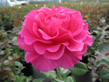 Rosa Renaissance Princess Alexandra® - Strauchrose - dunkelrosa Duft+++