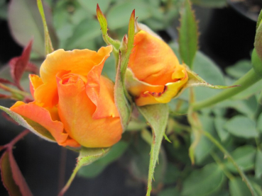 Rosa Sophia Renaissance ® - Strauchrose -  gelborange