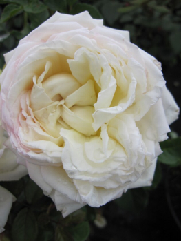 Rosa White Gold® -Strauchrose - weiß Duft+++