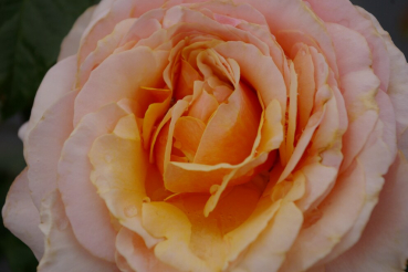 Rosa Sweet Revelation® - Edelrose - Moderne Teehybride - apricot-lachsfarbend